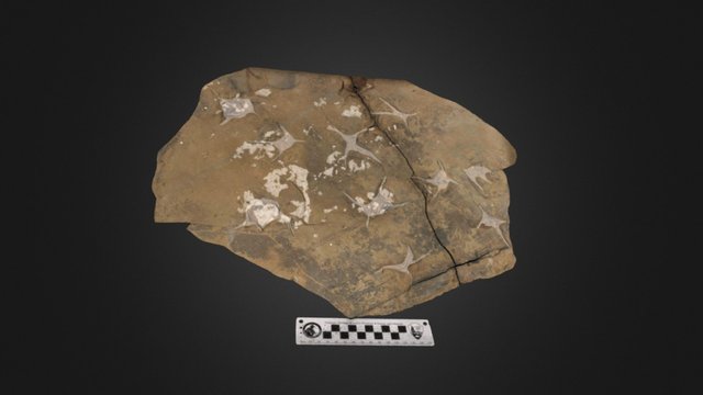 Fossil bird tracks with tracks highlighted 3D Model