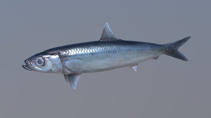 Herring 3D Model