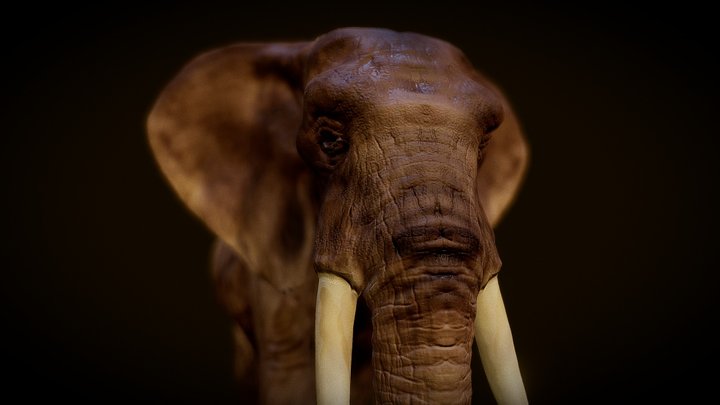 African Bush Elephant 3D Model
