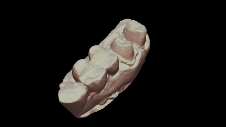 Teeth - Capture 3D Scanner - Hi Rez 3D Model