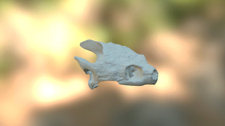 Common Snapping Turtle skull 3D Model