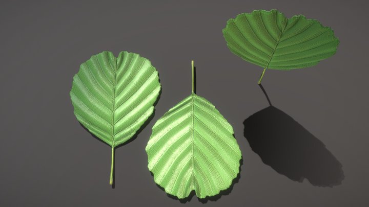 Black Alder Leaf (High-Poly) (WIP-1) 3D Model