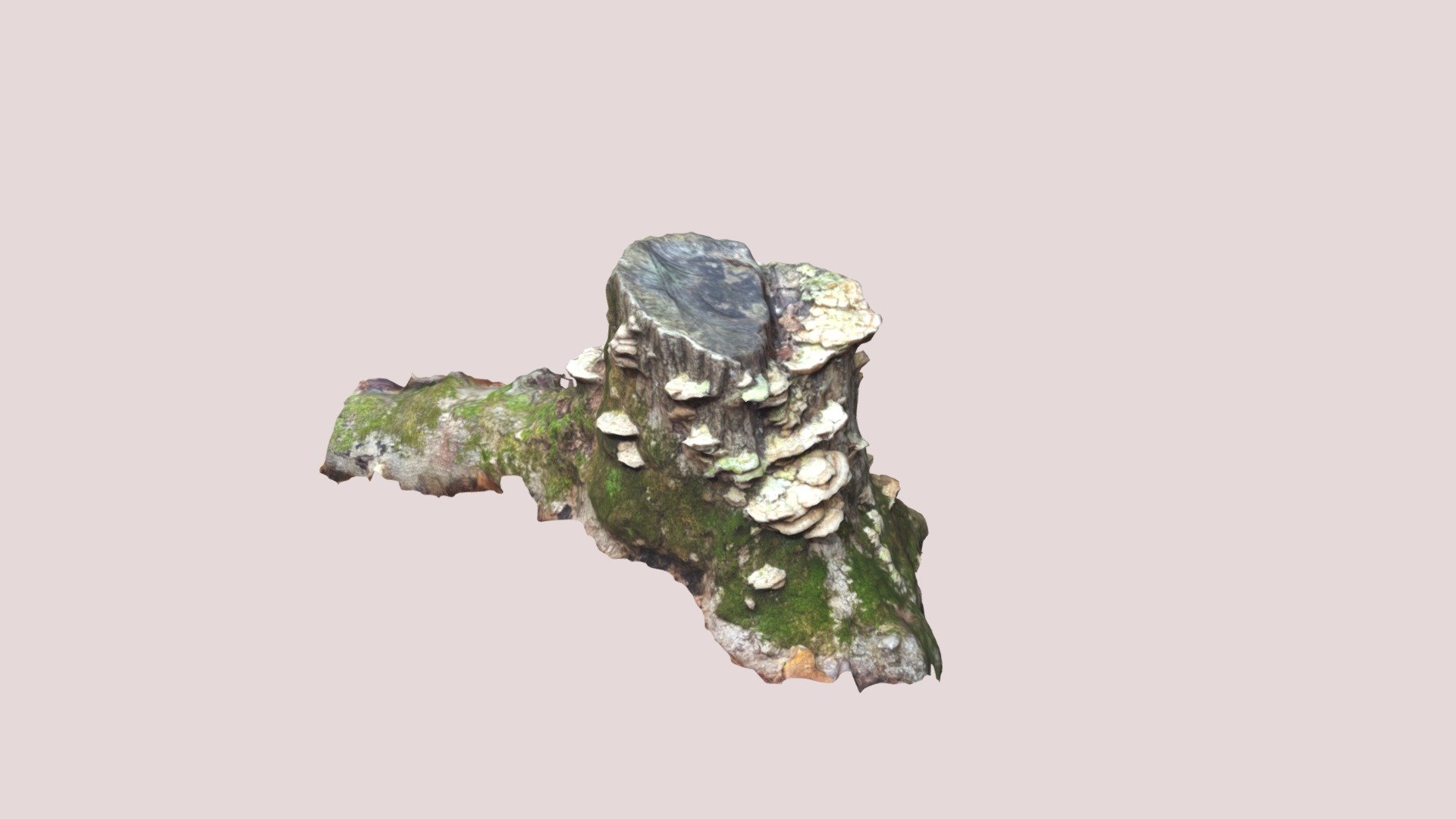Tree Stump