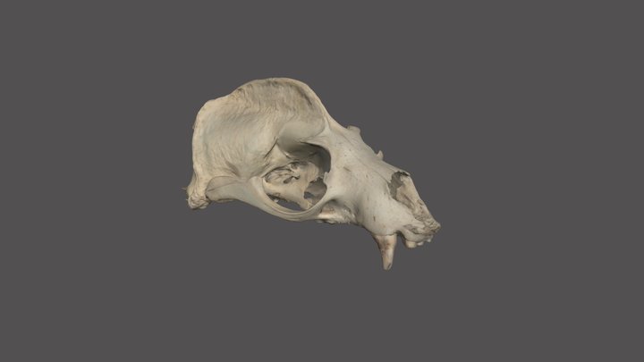 Zalophus californianus skull 3D Model