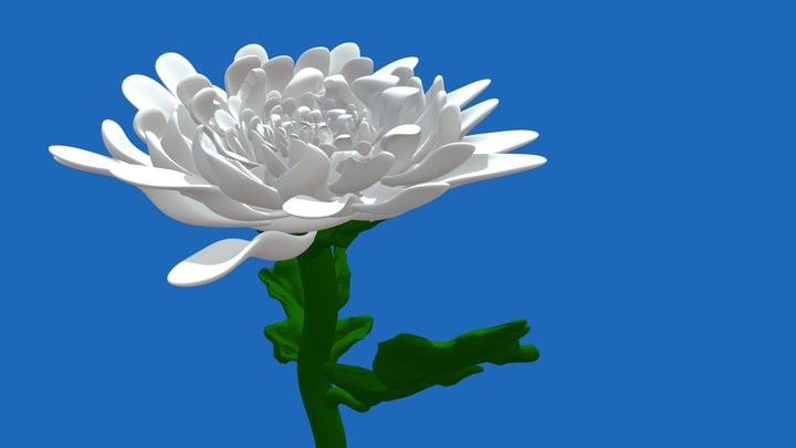 chrysanthemum flower 3d model 3D Model