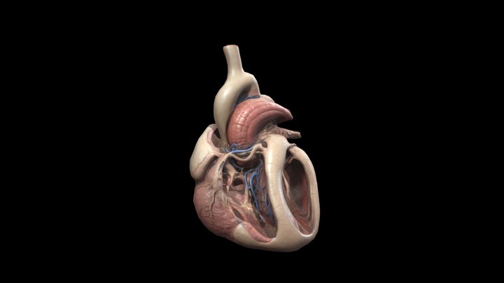 Heart 3D - Organ