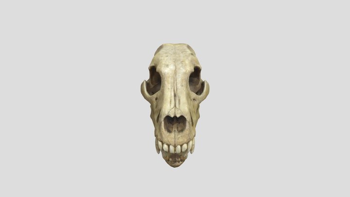 Wolf Skull 3D Model