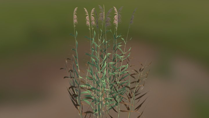 Reed (Phragmites communis) 3D Model