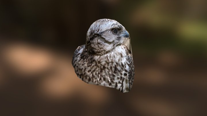 Levin Face 3D Model