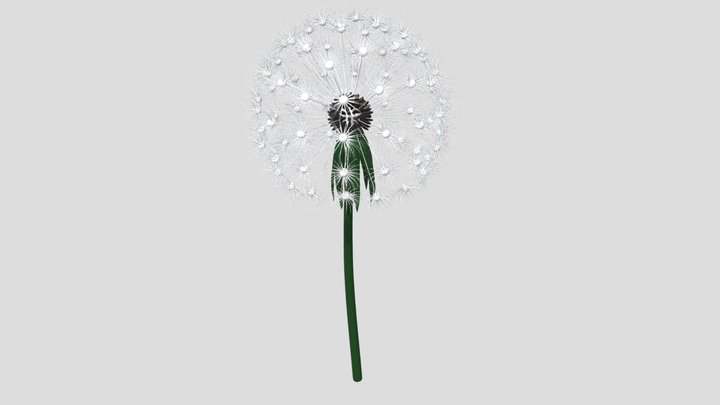 Dandelion 3D Model