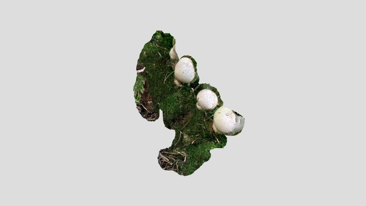 mushroom 3D Model