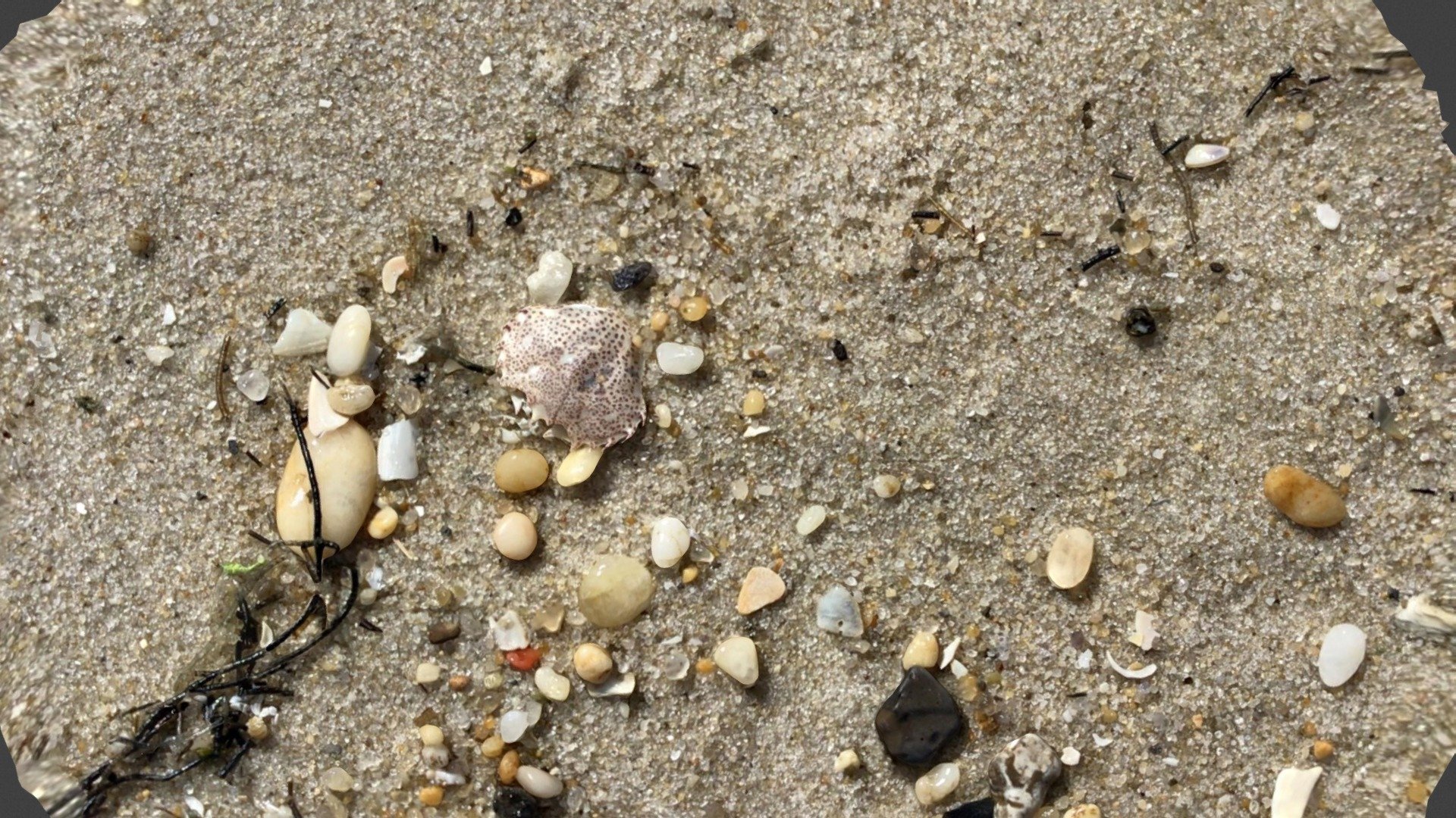 Crab carapace