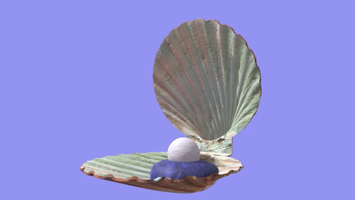 Muschel 3D Model