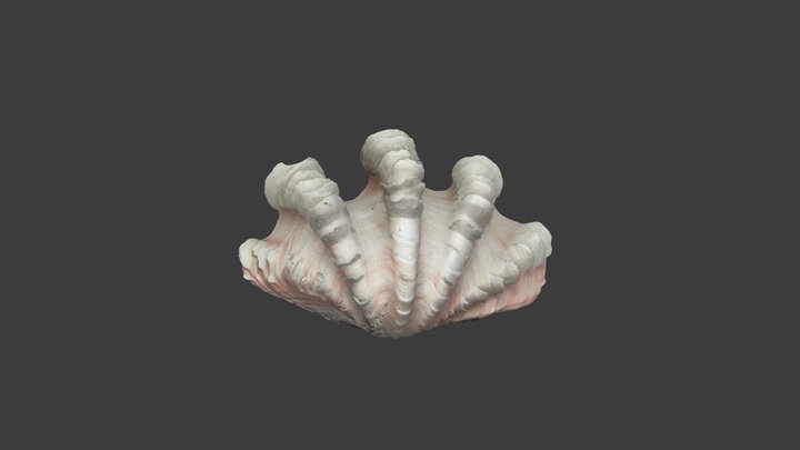 Tridacna (Flodacna) squamosa – Modello 3D gratuito STL