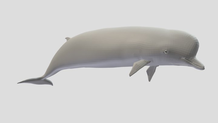Northern Bottlenose Whale Test 3D Model