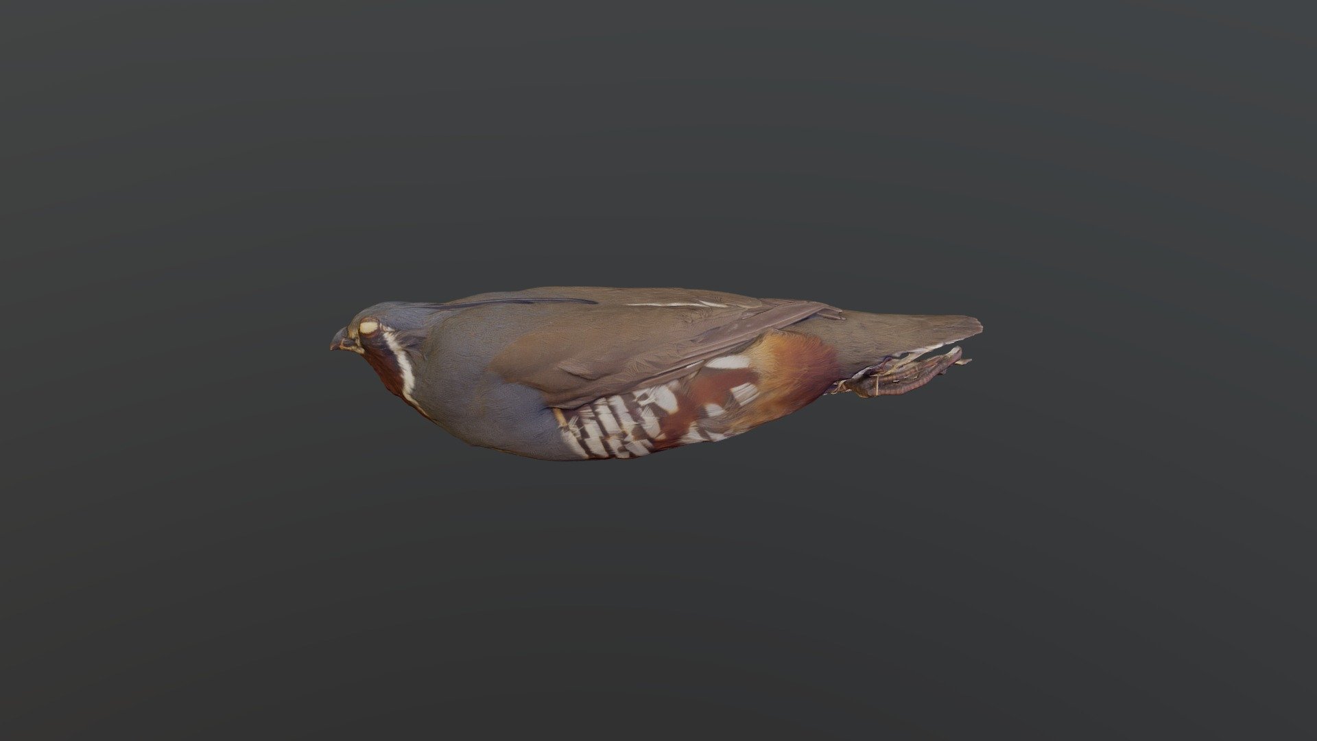 Mountain Quail - Oreortyx pictus
