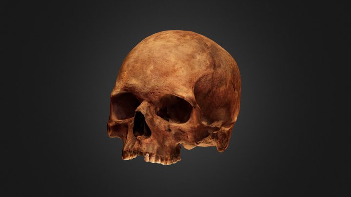 Skull from the 17th/18th century tomb 3D Model