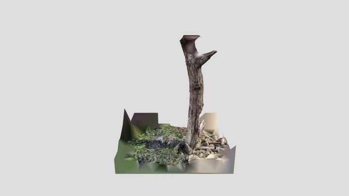 Aged Garden Tree Trunk 3D Model