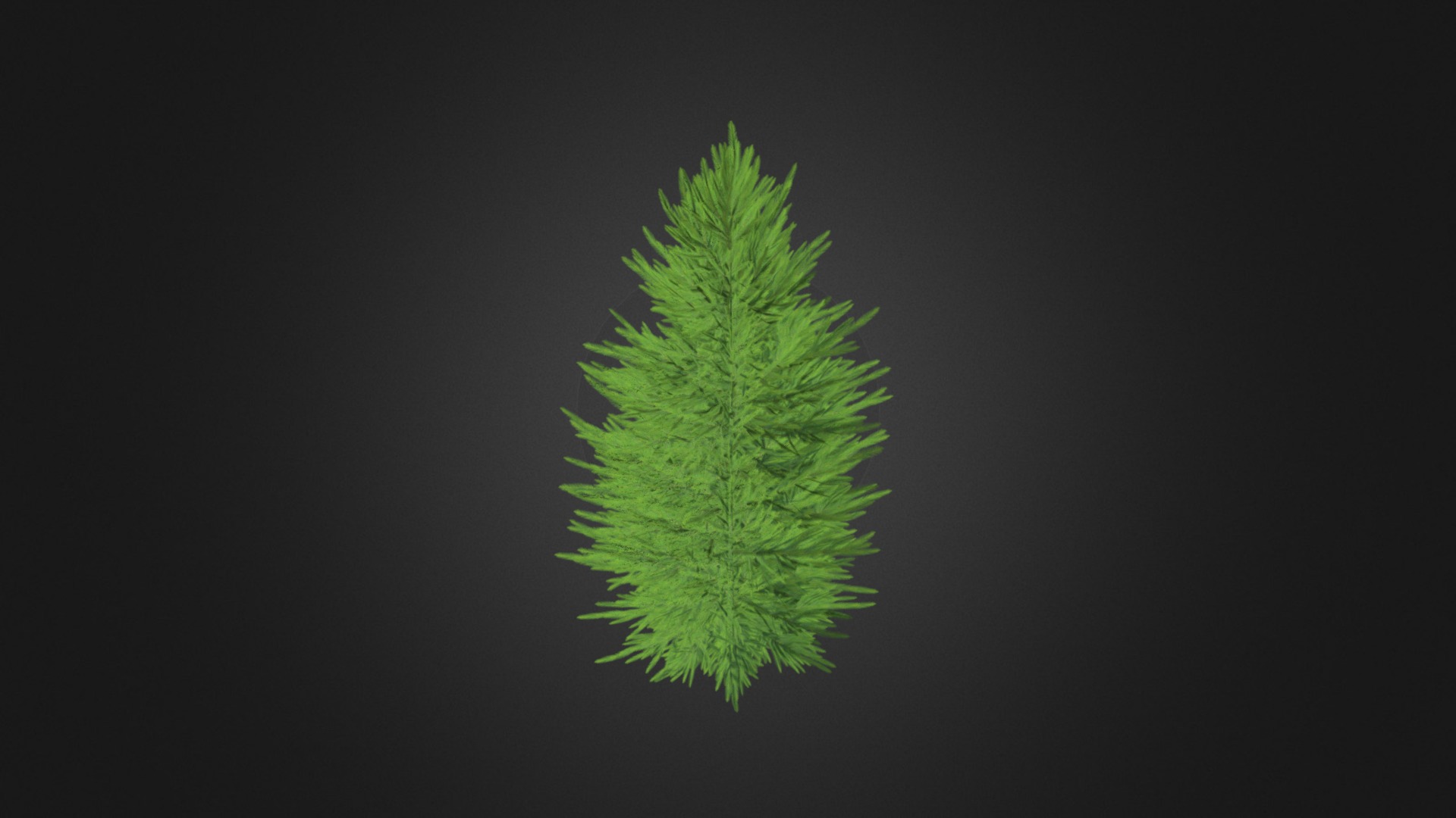 3D model Norway Spruce (Picea abies) 2.4m - This is a 3D model of the Norway Spruce (Picea abies) 2.4m. The 3D model is about a green leaf on a black background.