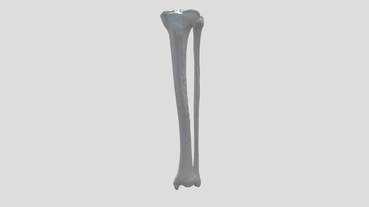 Tibia and Fibula, annotated 3D Model