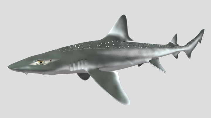 Starry Smooth-hound 3D Model