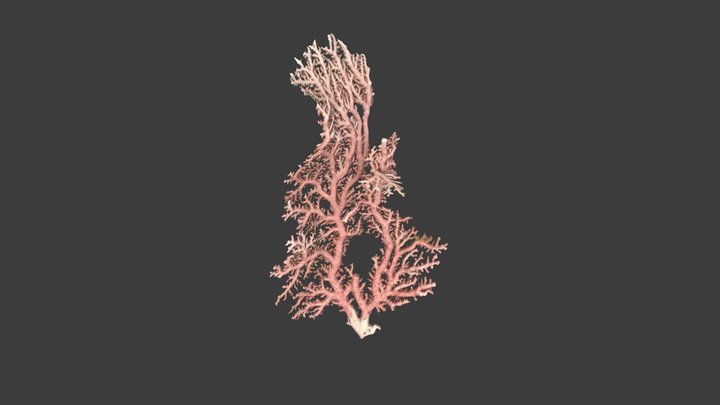 Stylaster sanguineus – Modello 3D gratuito STL