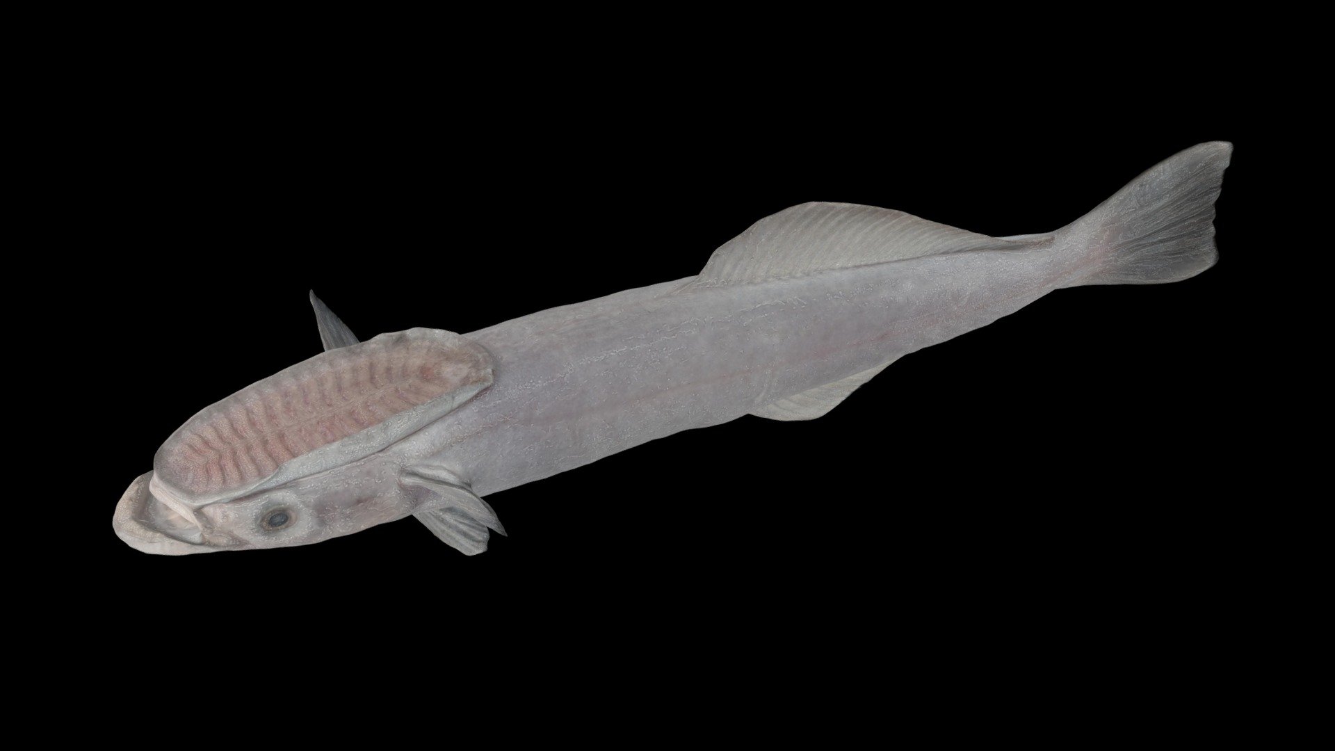 ヒナコバン Little Sharksucker, Remora pallida