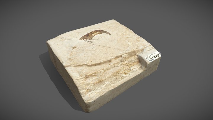 Fóssil 0002 3D Model