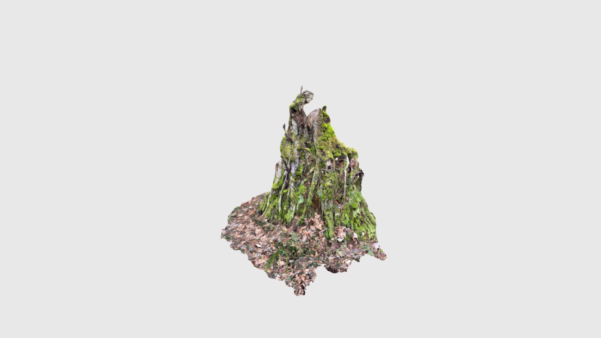 Just another stump in the woods