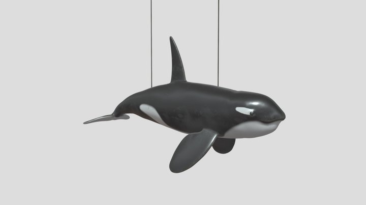 Orca-whale 3D models - Sketchfab