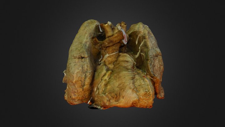 Tagged heart and lungs 3D Model