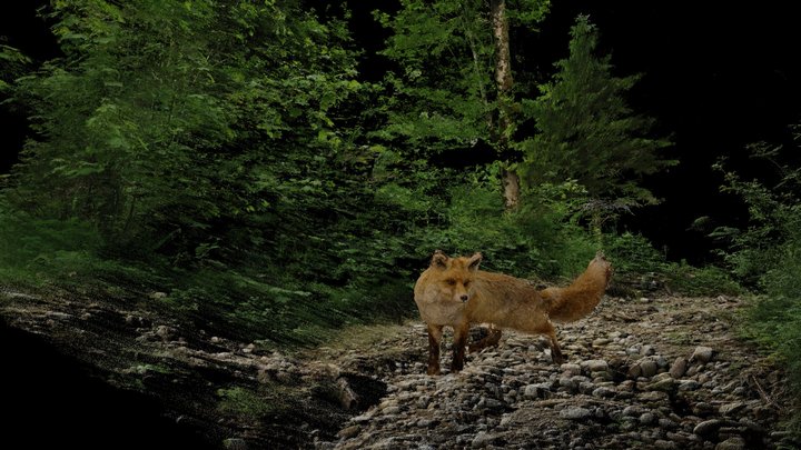 Fuchs 3D models - Sketchfab