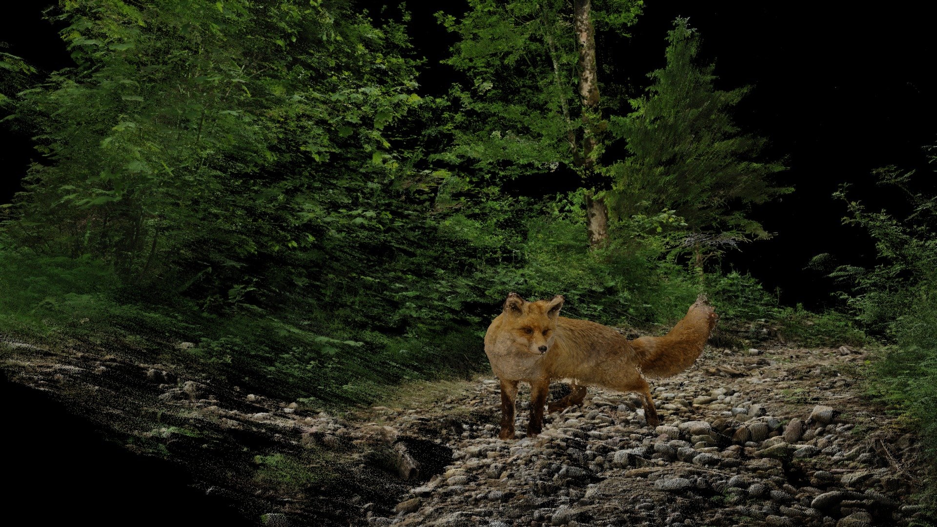 Fox | The Forest and it's Inhabitants