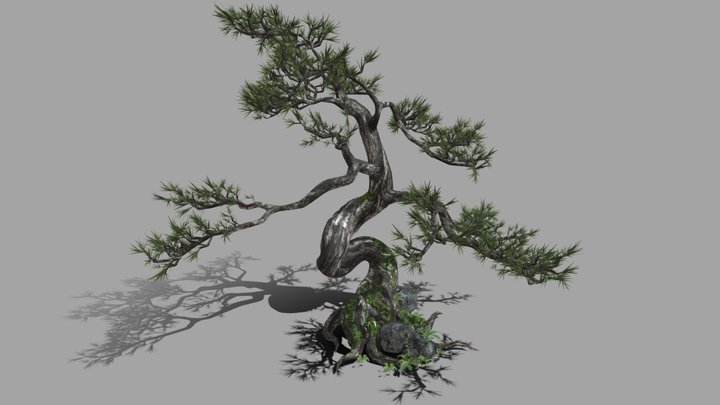 pine 3D Model