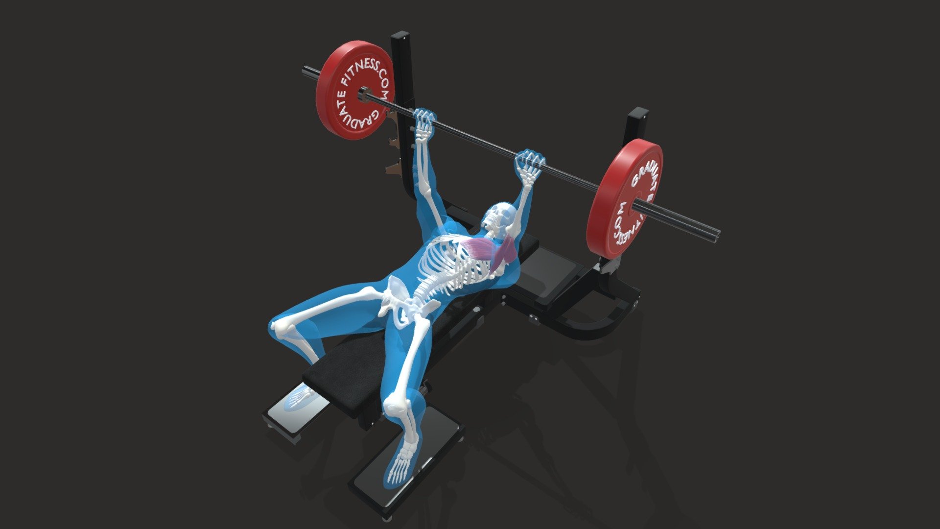 Premium Vector  Barbell bench press 3d vector illustration. gym equipment  for fitness or bodybuilding training in cartoon style isolated on white  background. sport, hobby, entertainment concept