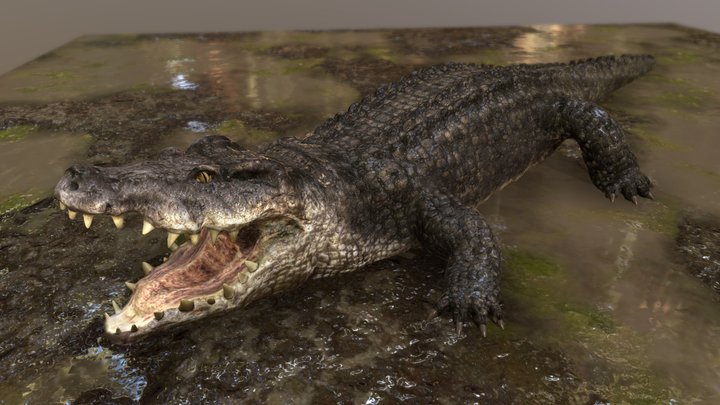Gator~ 3D Model