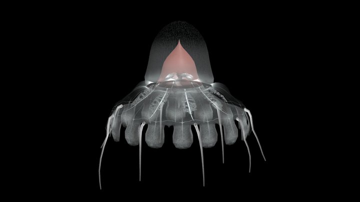 Crown Jellyfish (Coronatae) – Modello 3D gratuito STL