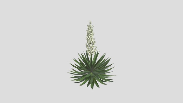 Agave sisalana 3D Model