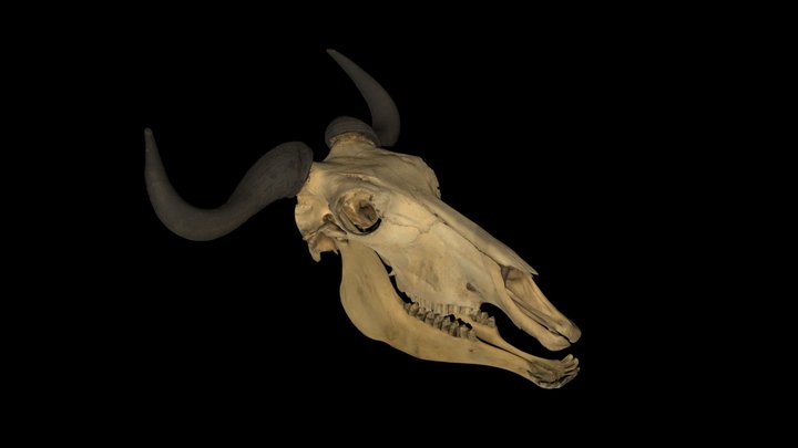 wildebeest skull drawing