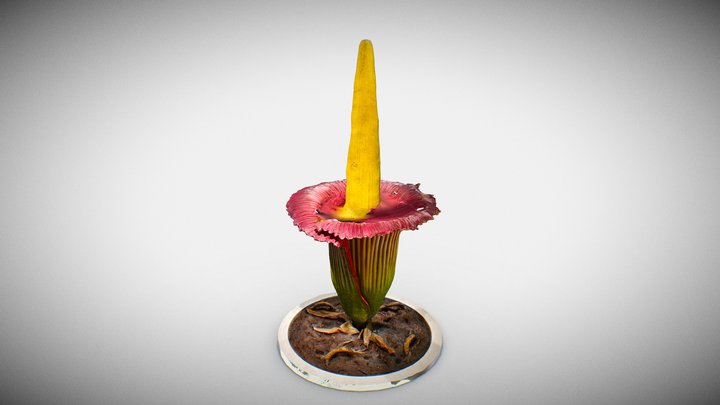 Corpse Flower Plant (Titan Arum) 3D Model