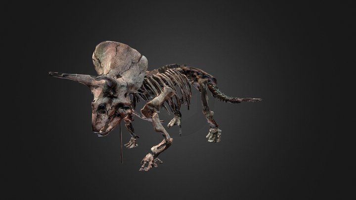 Triceratops Skeleton 3D Model