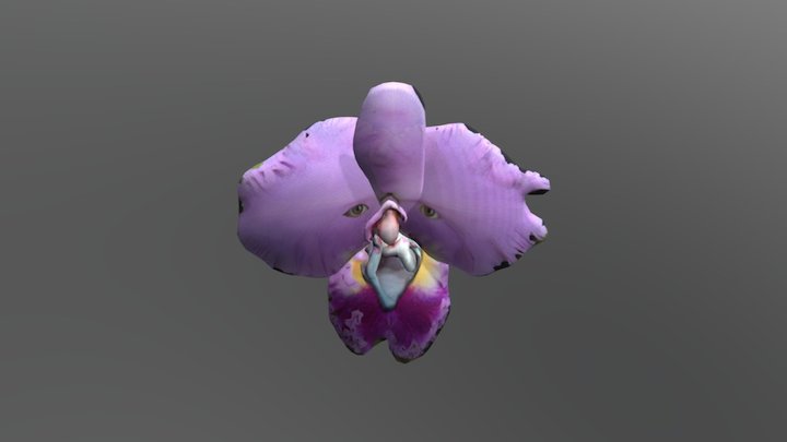 Orchid Collage 12 3D Model