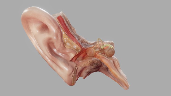 Ear cross-section 3D Model