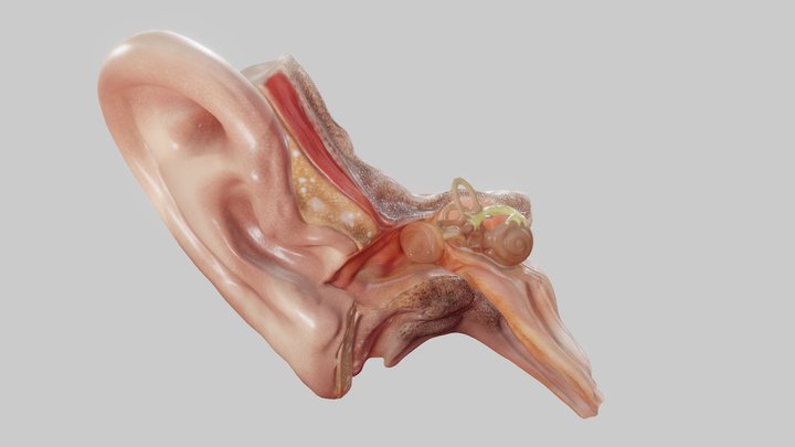 Ear cross-section 3D Model