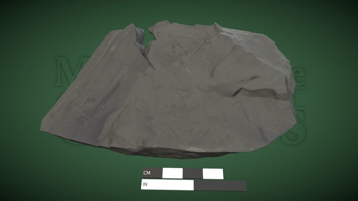 Calamites stem segments 3D Model