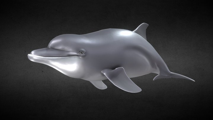 Bottlenose Dolphin 3D Model