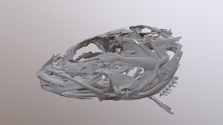 Cottus_rhotheus_OS19774_106944 3D Model