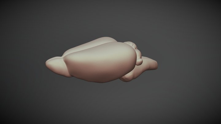 Rat Brain