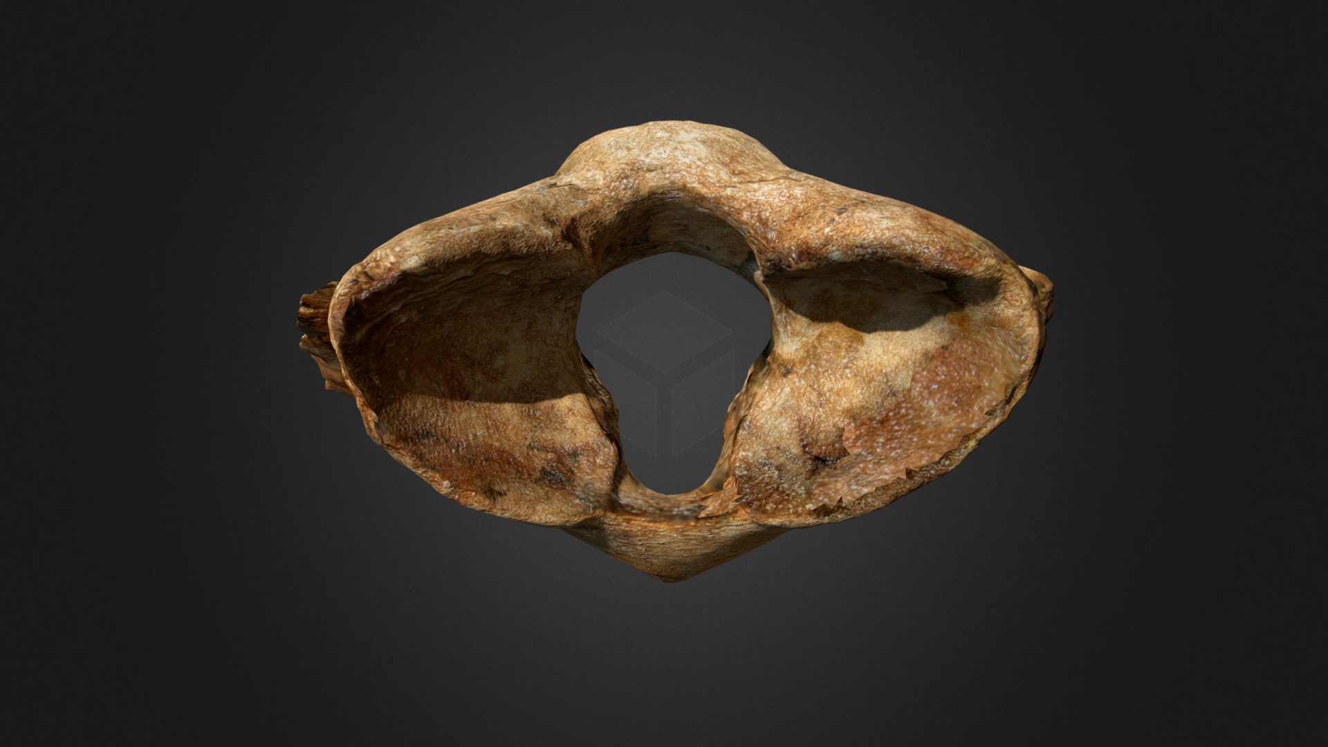 3D model Woolly Rhino Atlas Vertebra - This is a 3D model of the Woolly Rhino Atlas Vertebra. The 3D model is about a skull with a hole in it.