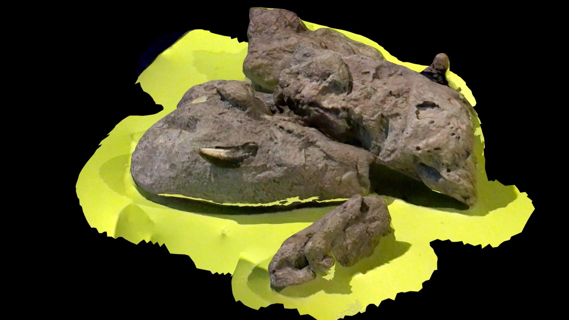 tyrannosaurus coprolite